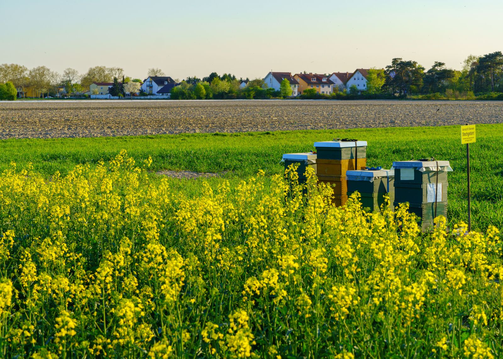 Sony a6400 sample photo. Bees stand, field of photography