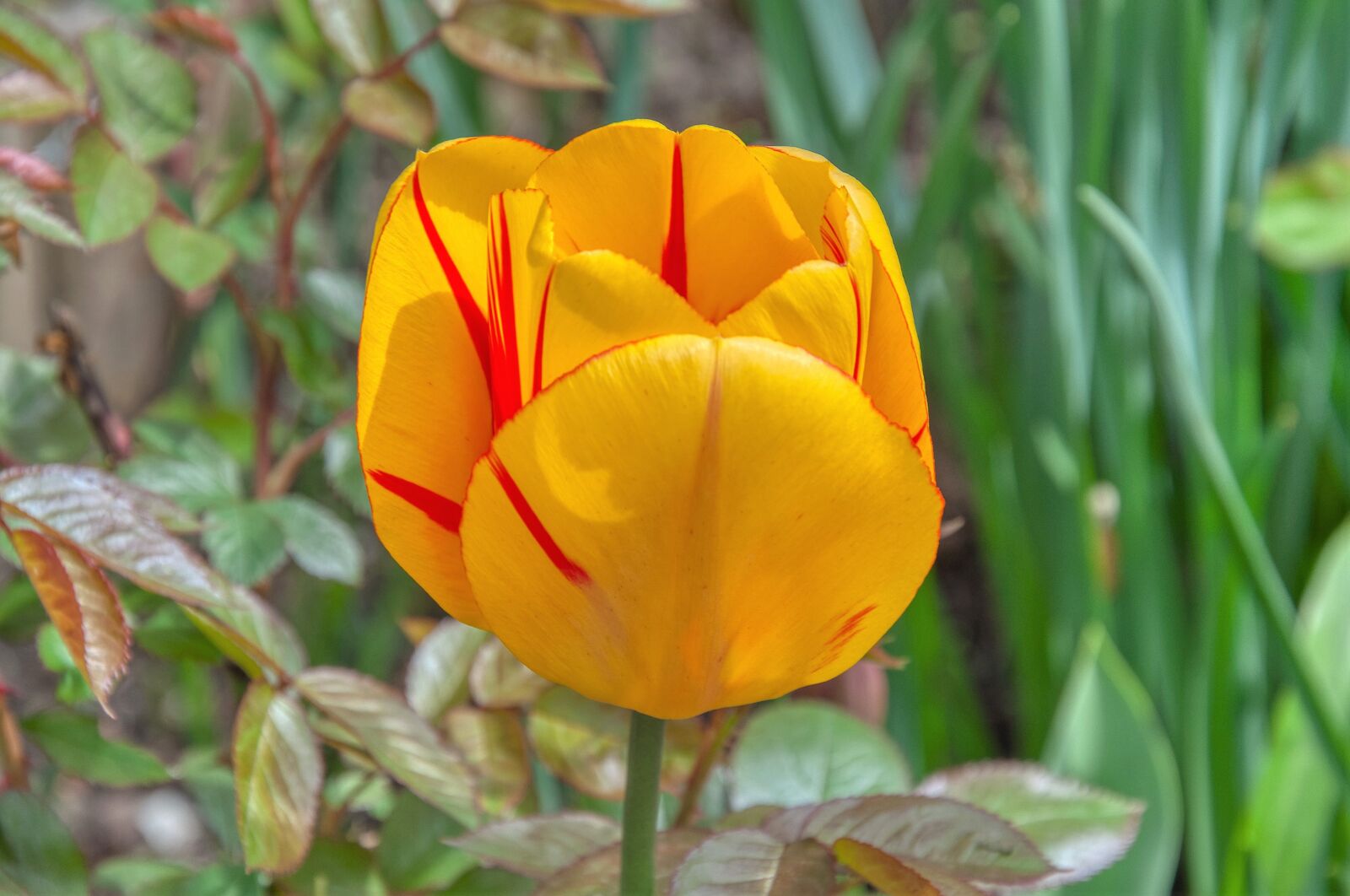 Nikon D5000 sample photo. Tulip, spring flower, bi photography