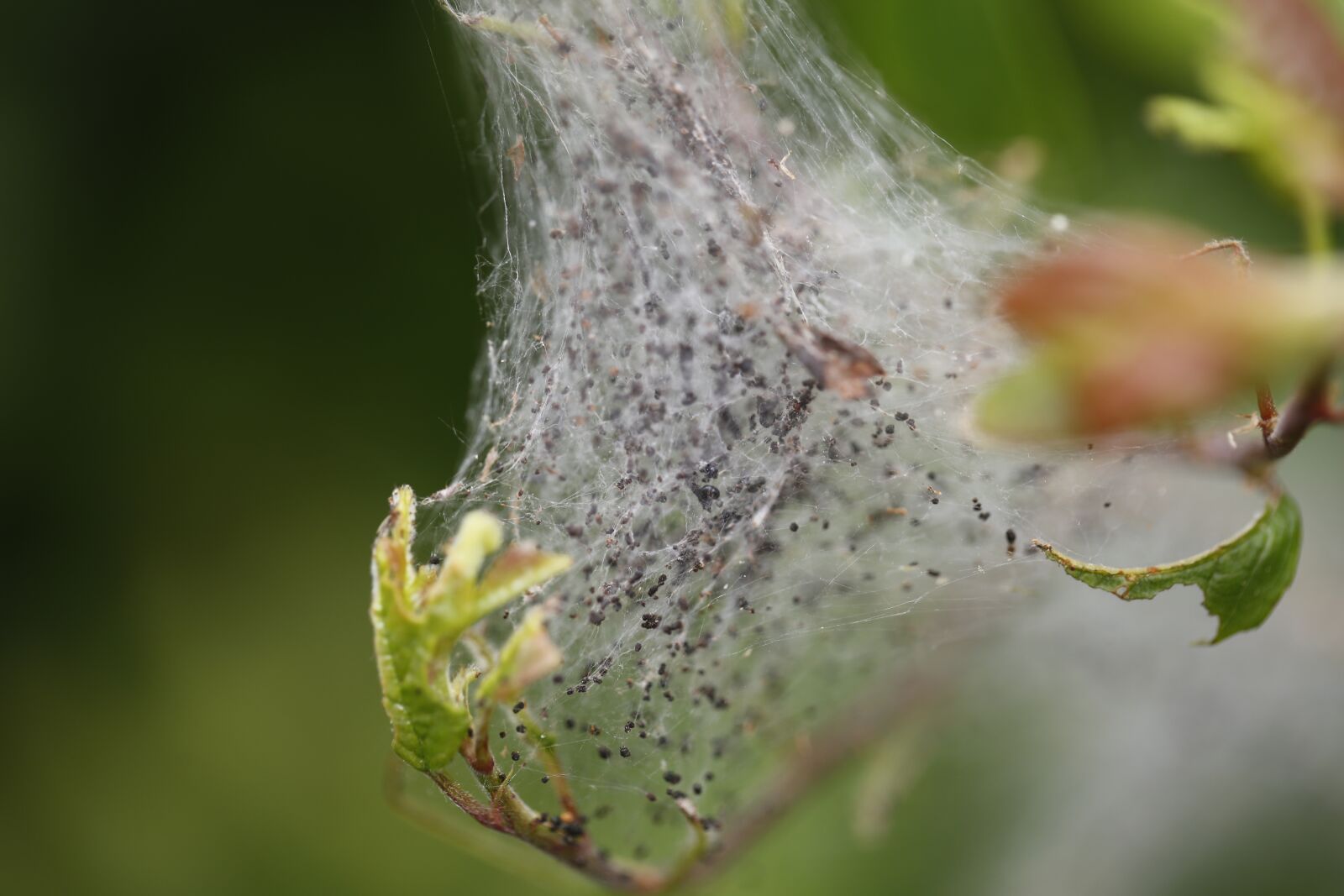 Canon EF 100mm F2.8L Macro IS USM sample photo. Silkworm, caterpillar, vermin photography