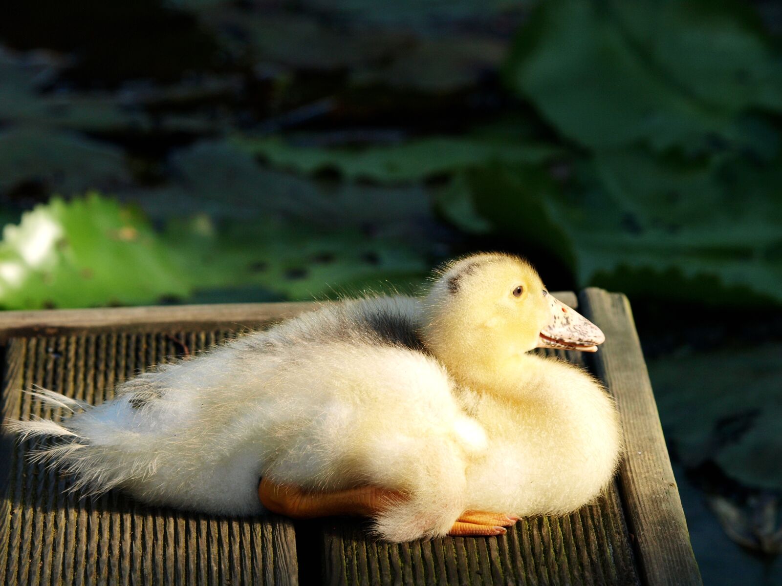 Olympus E-510 (EVOLT E-510) sample photo. Duck, rattus duck, rest photography
