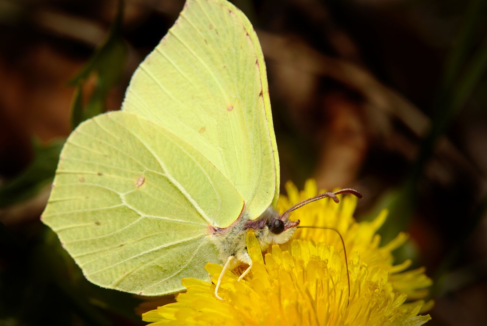 Canon EOS M5 sample photo. Gonepteryx rhamni, butterfly, close photography