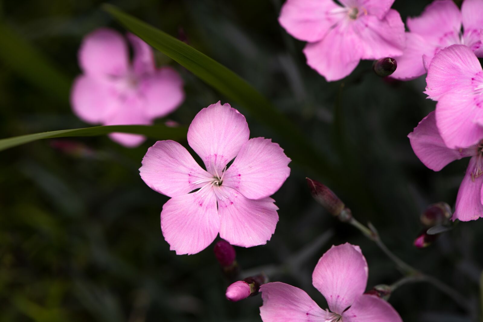 Nikon D750 sample photo. Flowers, pink, bloom photography