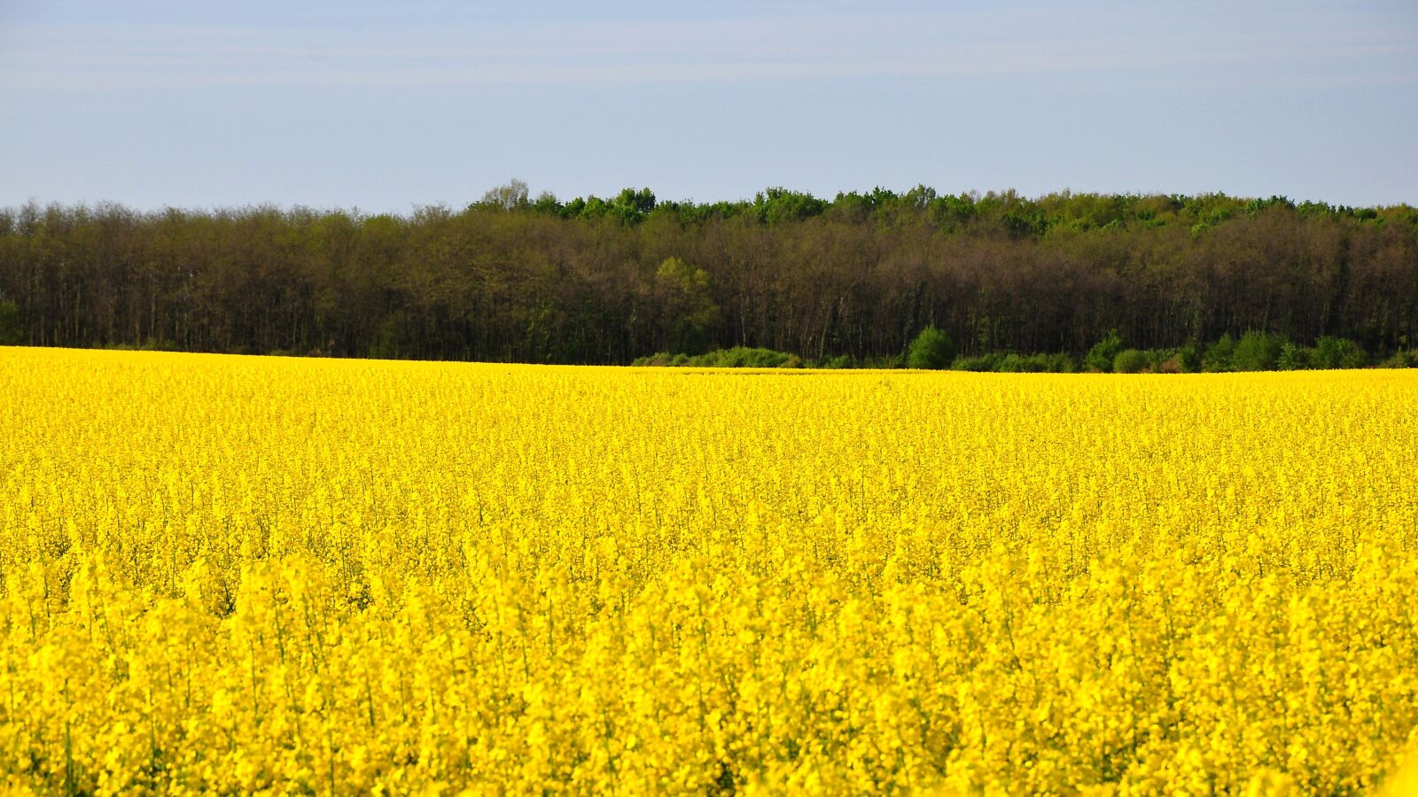Nikon D90 sample photo. Rape, spring, canola field photography