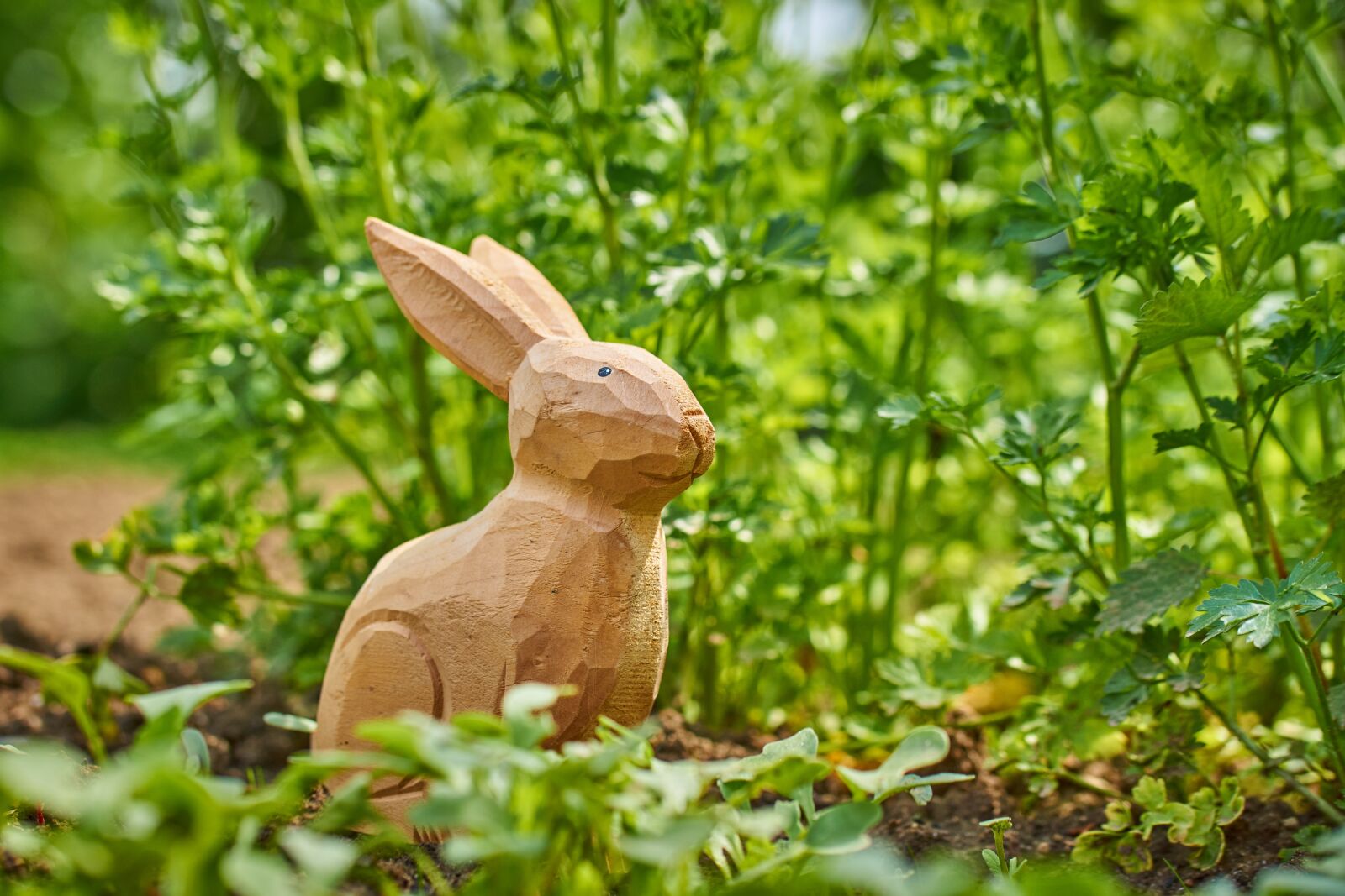 Sony SLT-A77 sample photo. Garden, hare, parsley photography
