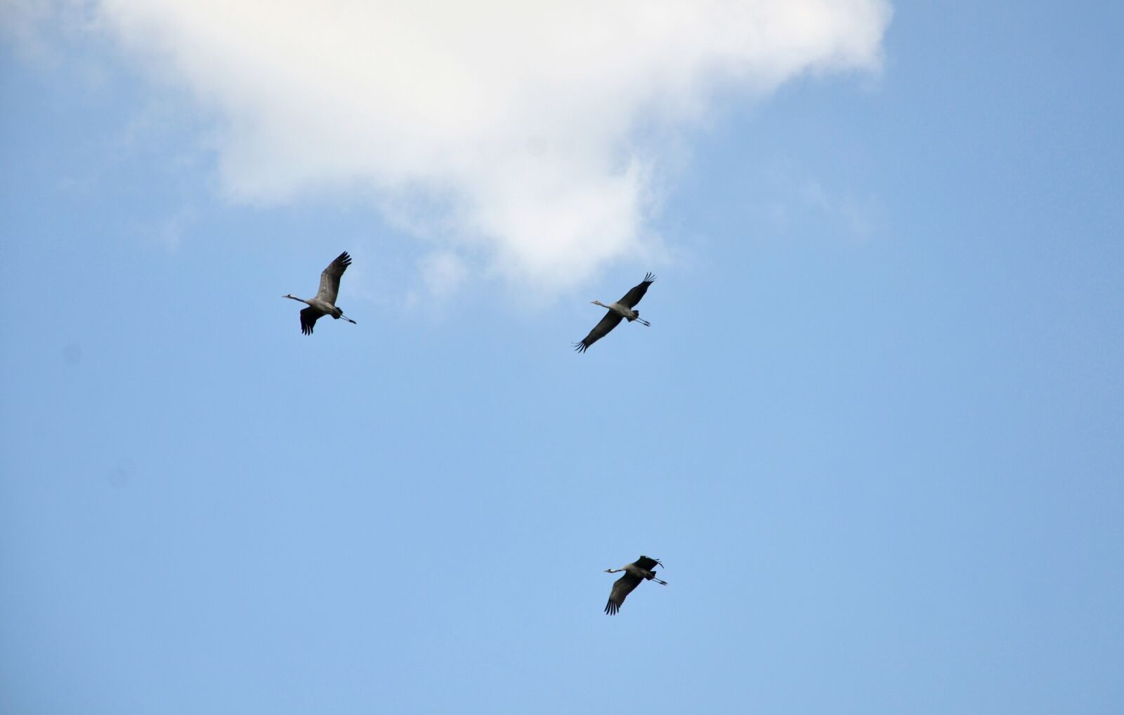 Nikon D7000 sample photo. Crane, flight, bird photography