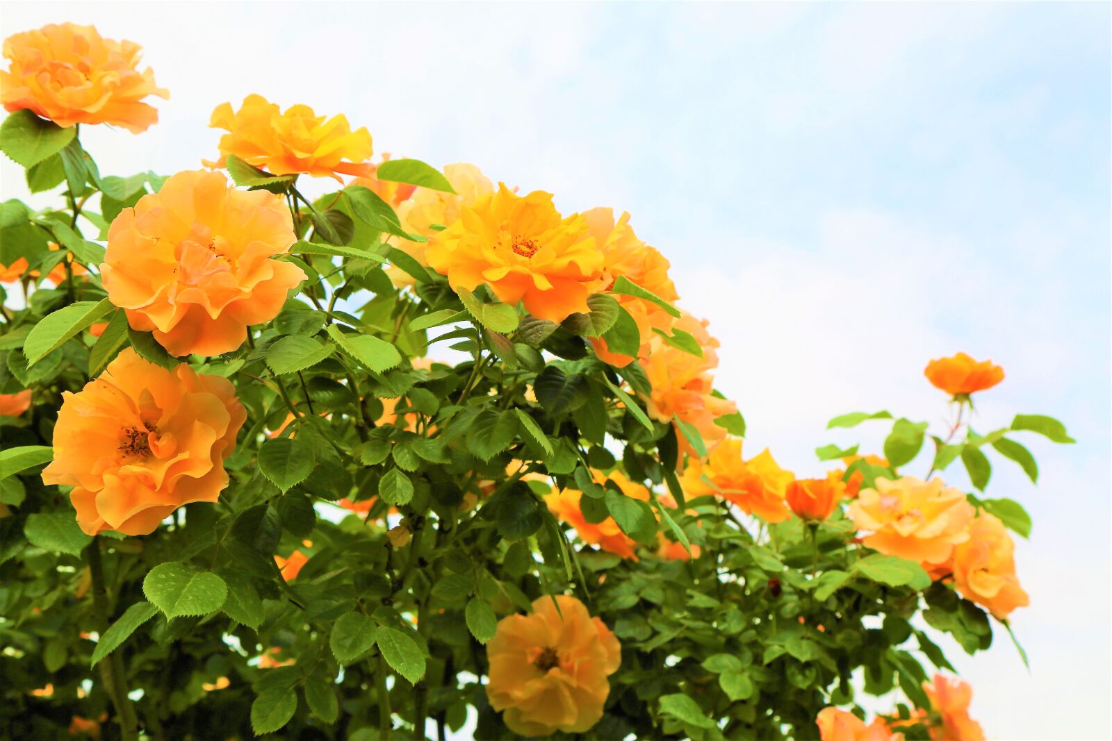 Canon EF 24-105mm F4L IS USM sample photo. Rose, roses, spring photography