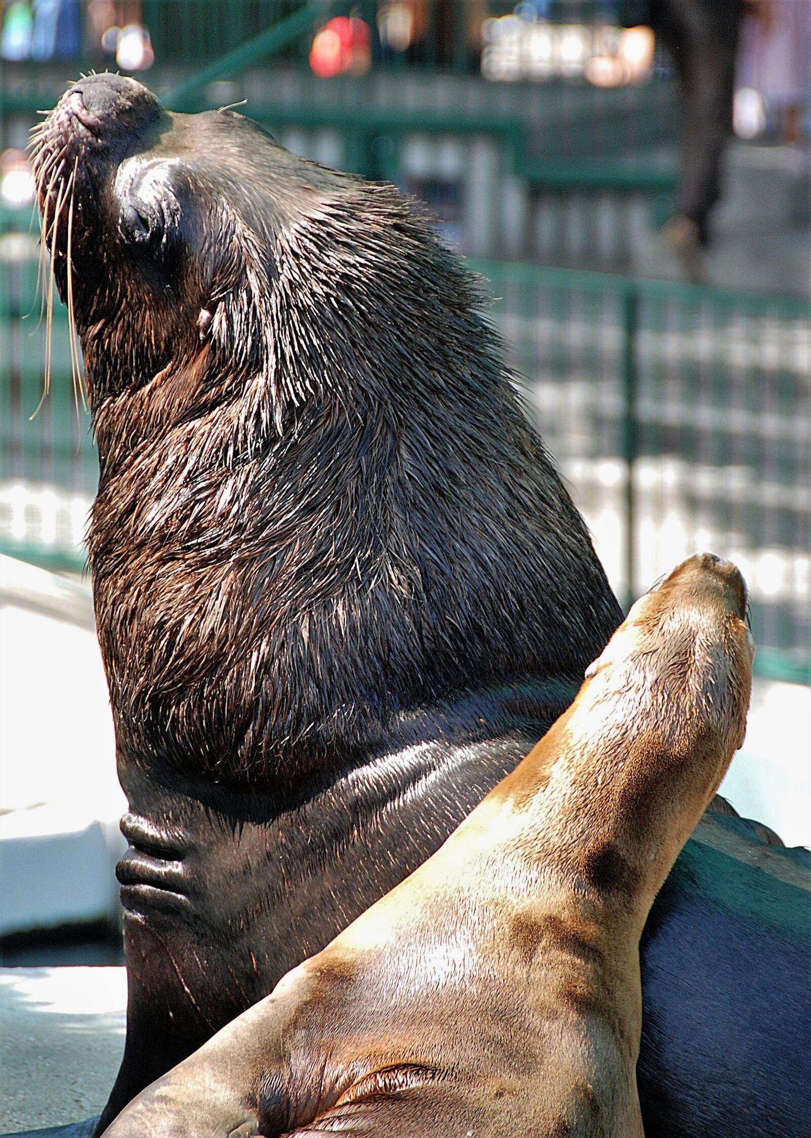 Nikon D80 sample photo. Maehnenrobbe, zoo, mammal photography