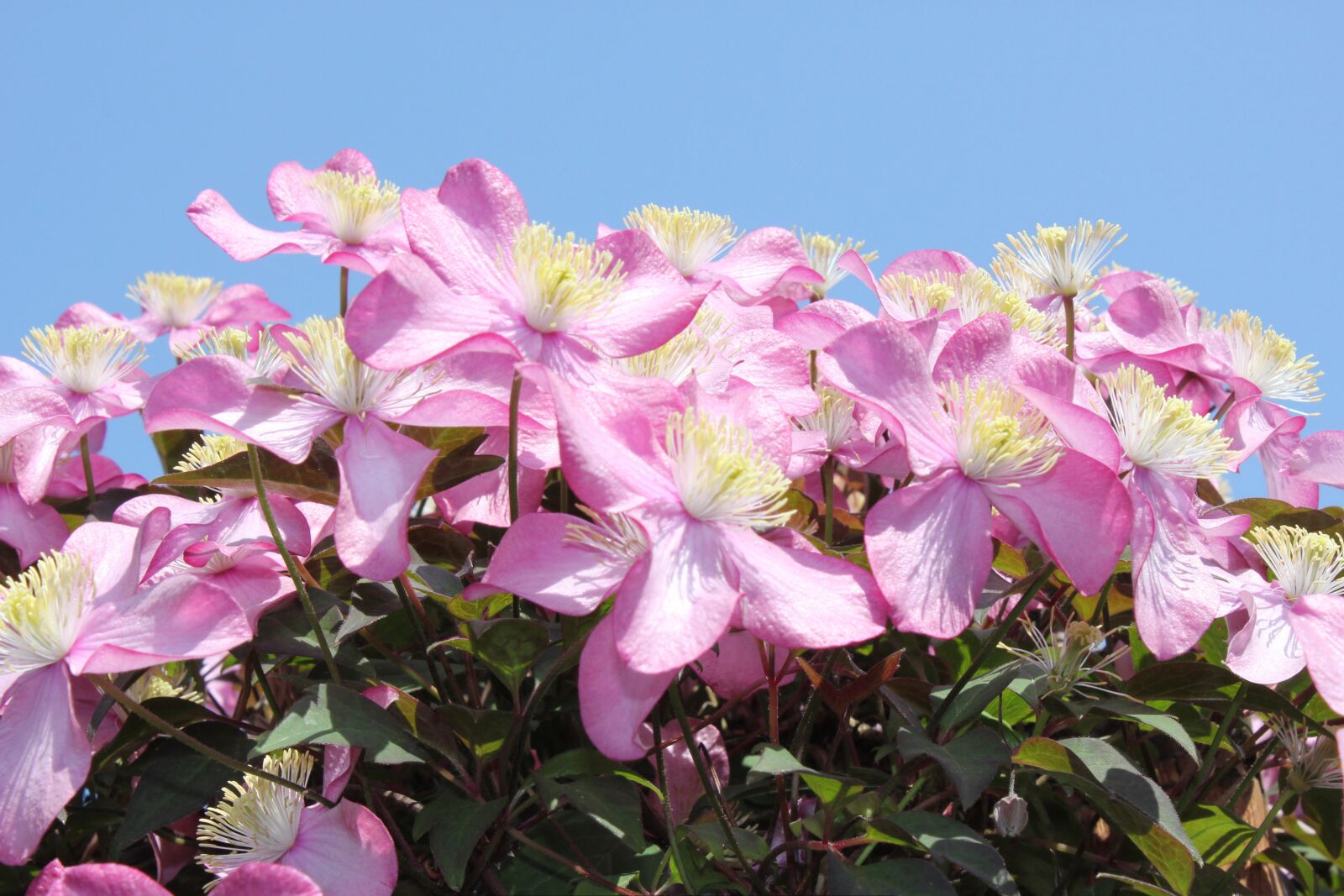 Canon EOS 550D (EOS Rebel T2i / EOS Kiss X4) sample photo. Clematis, flowers, pink photography