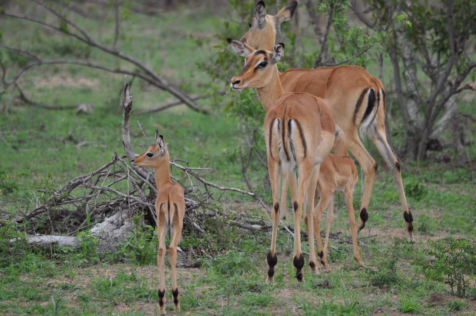 Nikon D5000 sample photo. Impala family, buck, wildlife photography