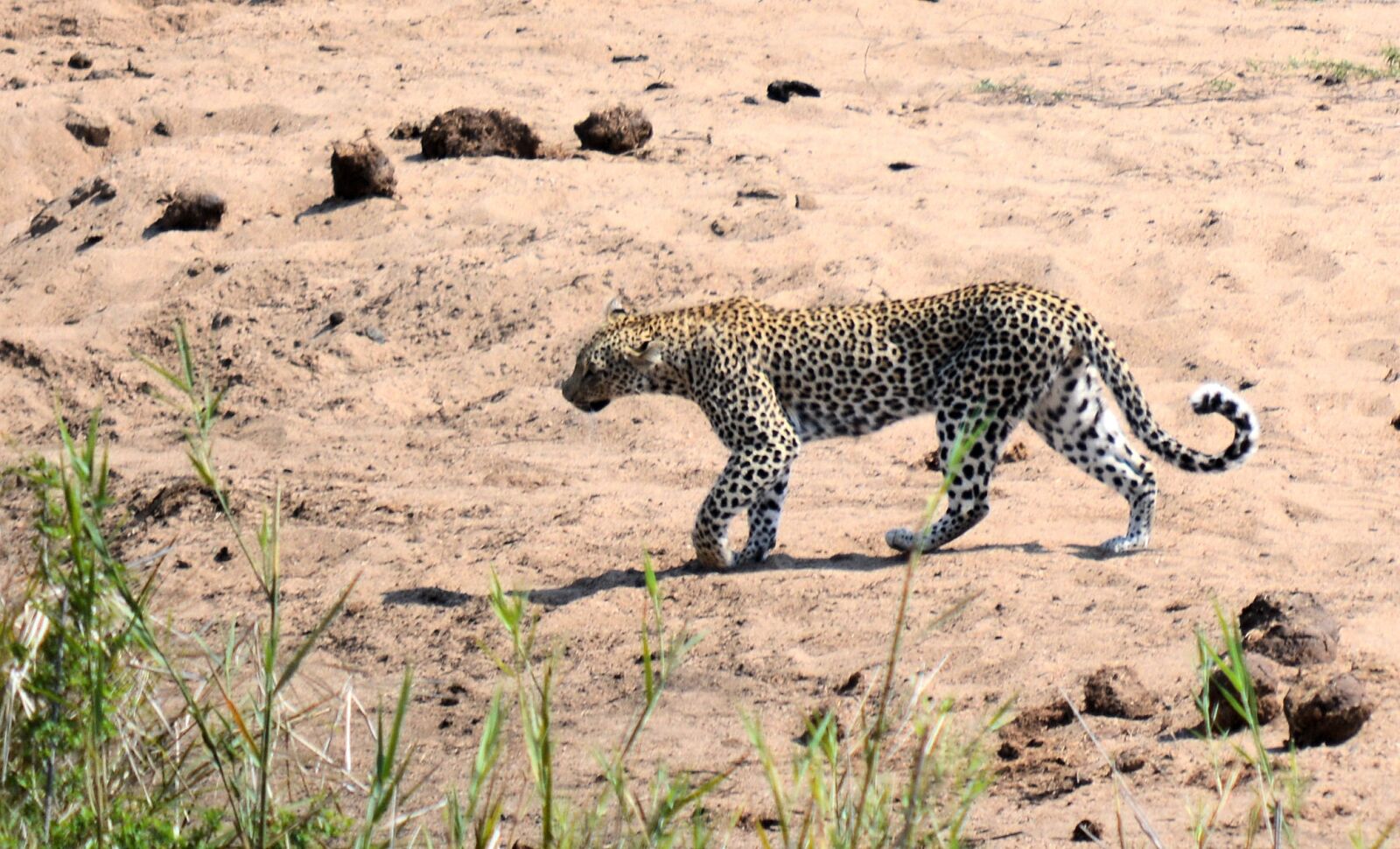 Nikon D5200 sample photo. Leopard, kruger park south photography