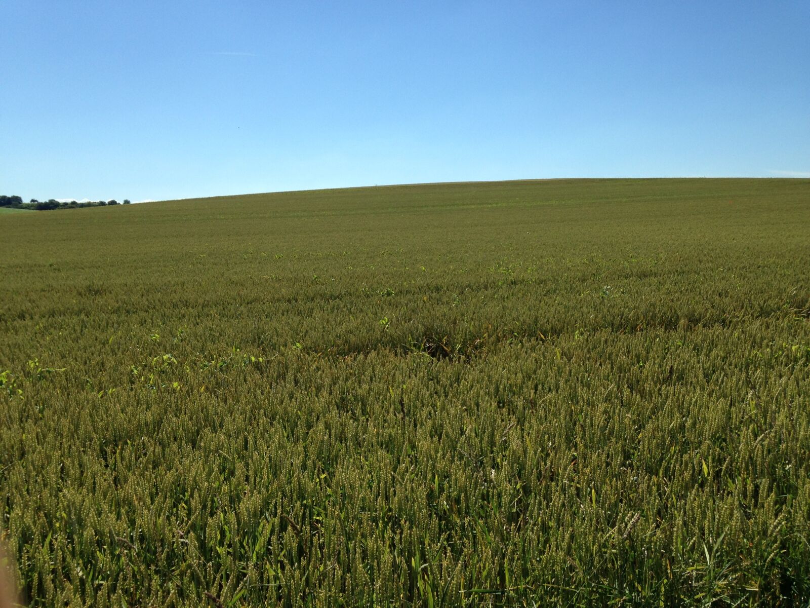 iPhone 5c back camera 4.12mm f/2.4 sample photo. Wheat, france, trip photography
