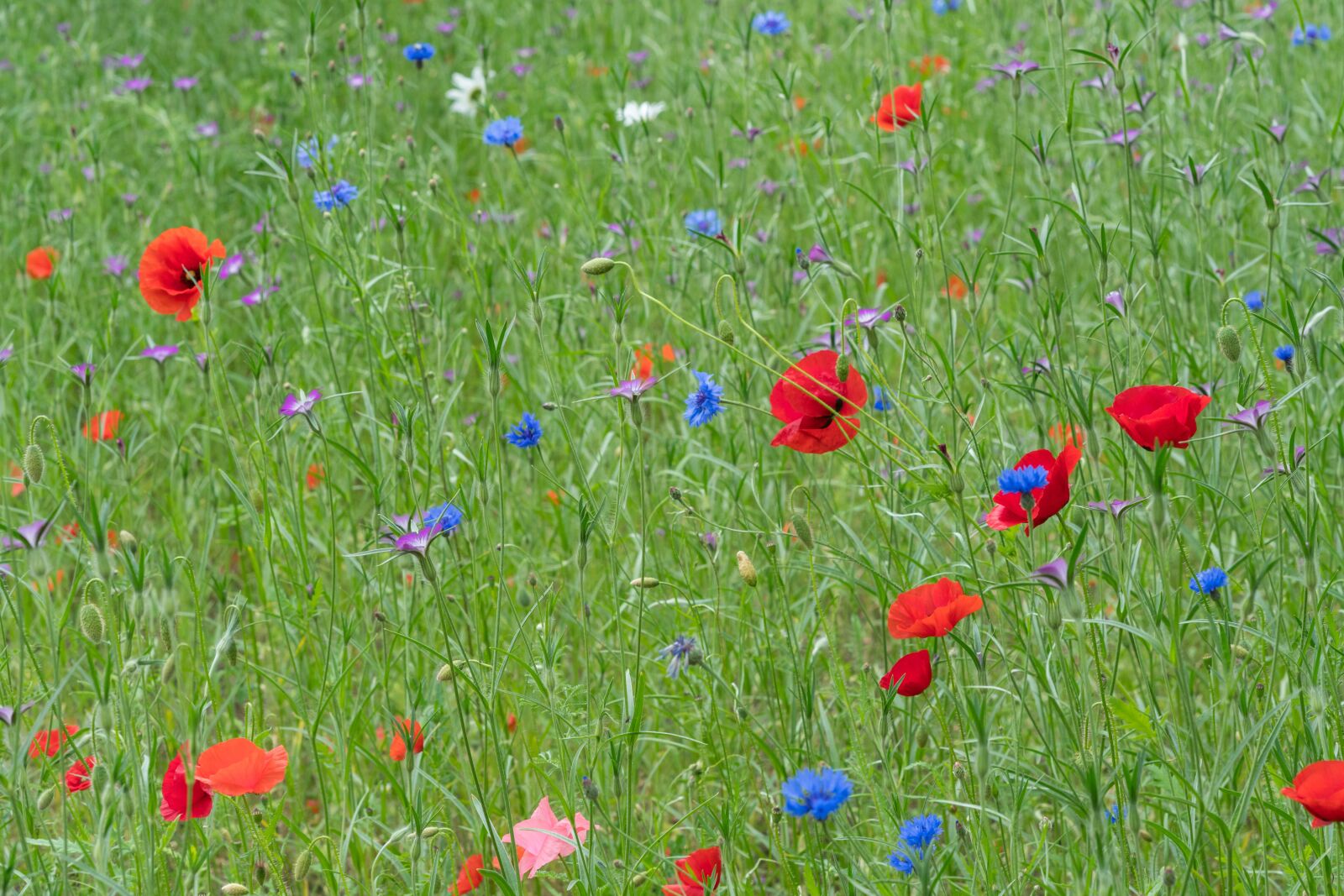 Sony FE 85mm F1.8 sample photo. Wildflowers, poppy, spring photography