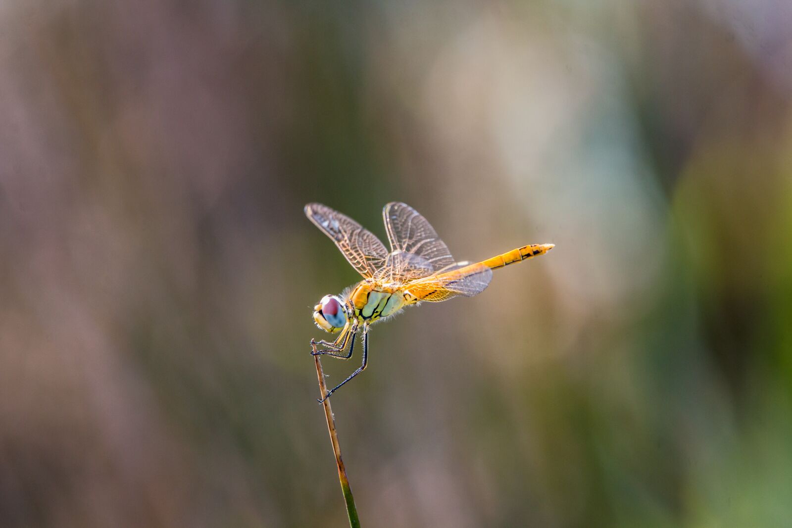 150-600mm F5-6.3 DG OS HSM | Contemporary 015 sample photo. Dragonfly, golden dragonfly, macro photography