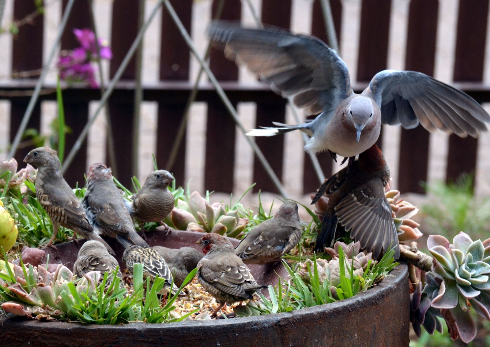 Nikon D3100 sample photo. Pigeon, garden bird, wings photography