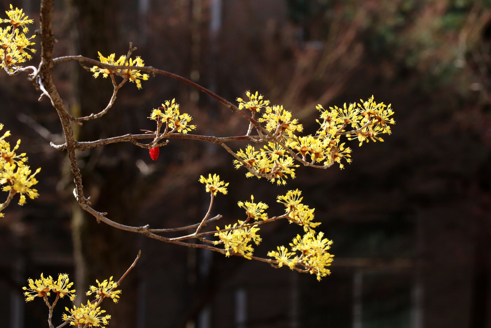 Canon EOS 800D (EOS Rebel T7i / EOS Kiss X9i) sample photo. Spring, spring flowers, nature photography