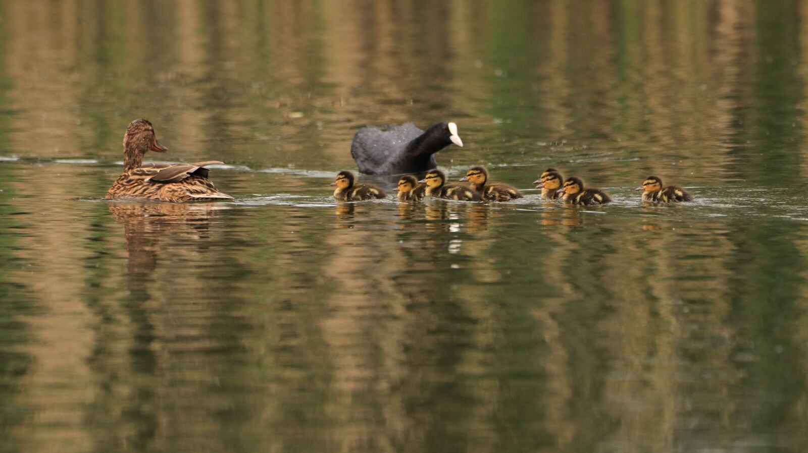 150-600mm F5-6.3 DG OS HSM | Contemporary 015 sample photo. Lake, water bird, nature photography