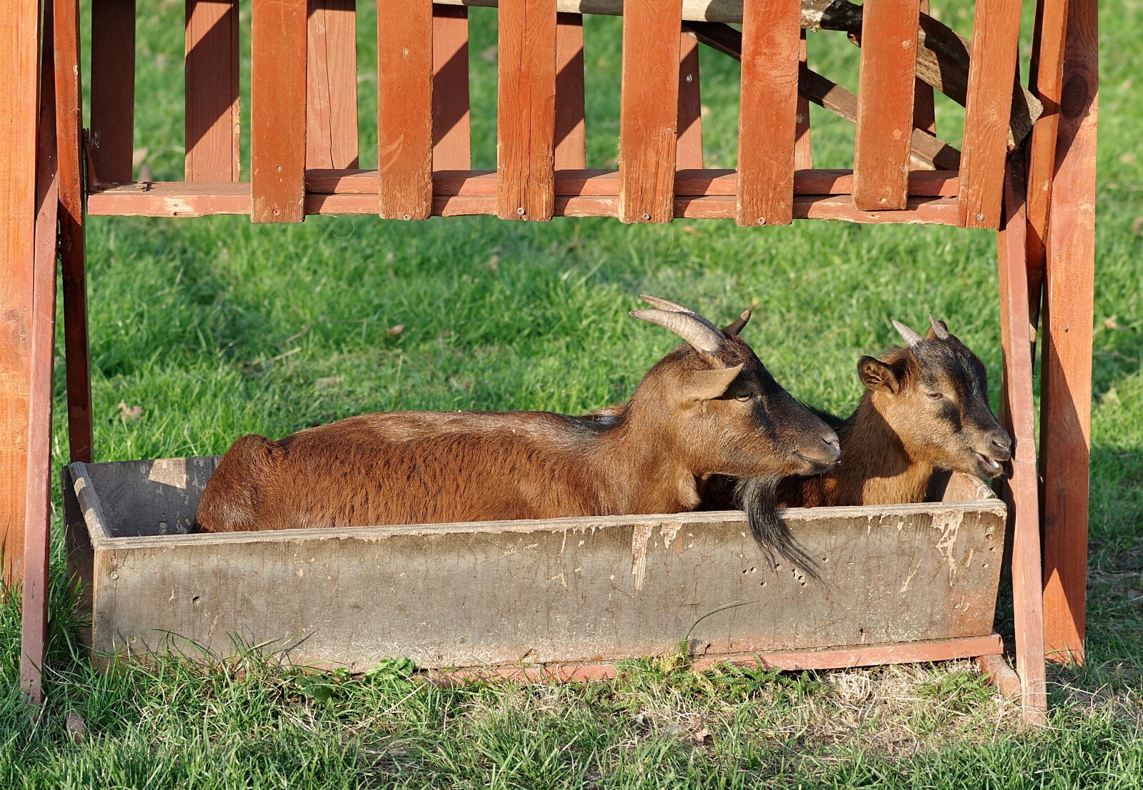 Pentax K-S2 sample photo. Goats, trough, funny photography