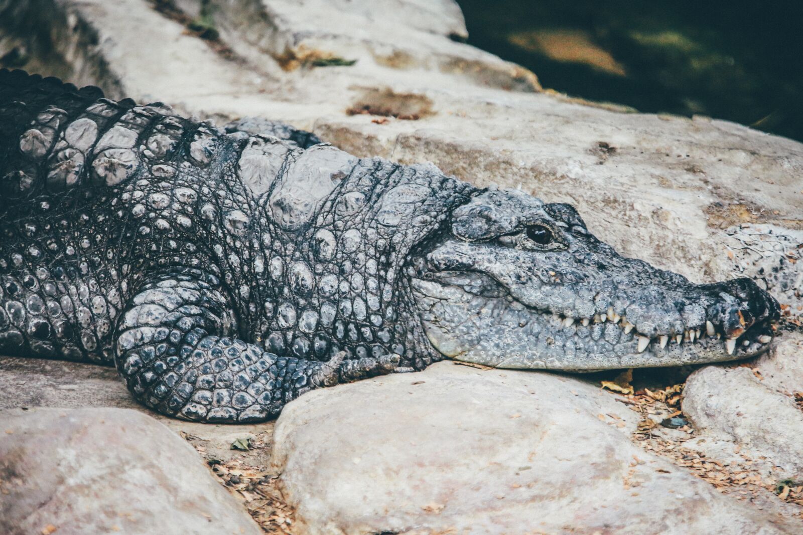 Canon EF 70-200mm F2.8L IS II USM sample photo. Animal, crocodile, danger photography