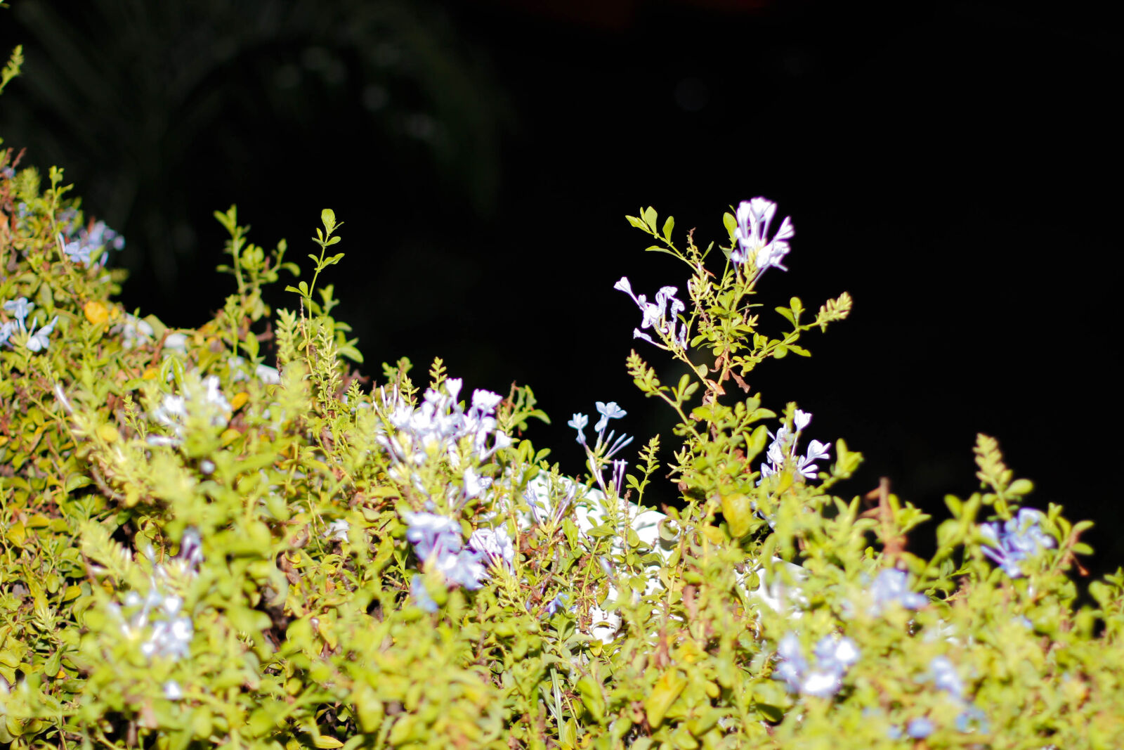 Canon EOS 600D (Rebel EOS T3i / EOS Kiss X5) + Canon EF 50mm F1.4 USM sample photo. Flower, green, lavender, nature photography