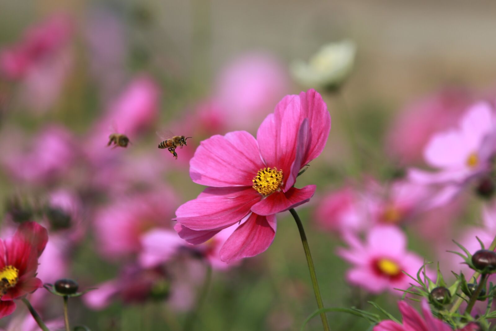 Canon EOS 70D + Canon EF 70-200mm F2.8L IS II USM sample photo. Flower, bee, quentin chong photography