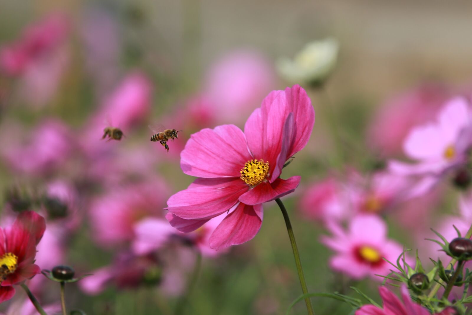 Canon EOS 70D sample photo. Flower, bee, quentin chong photography