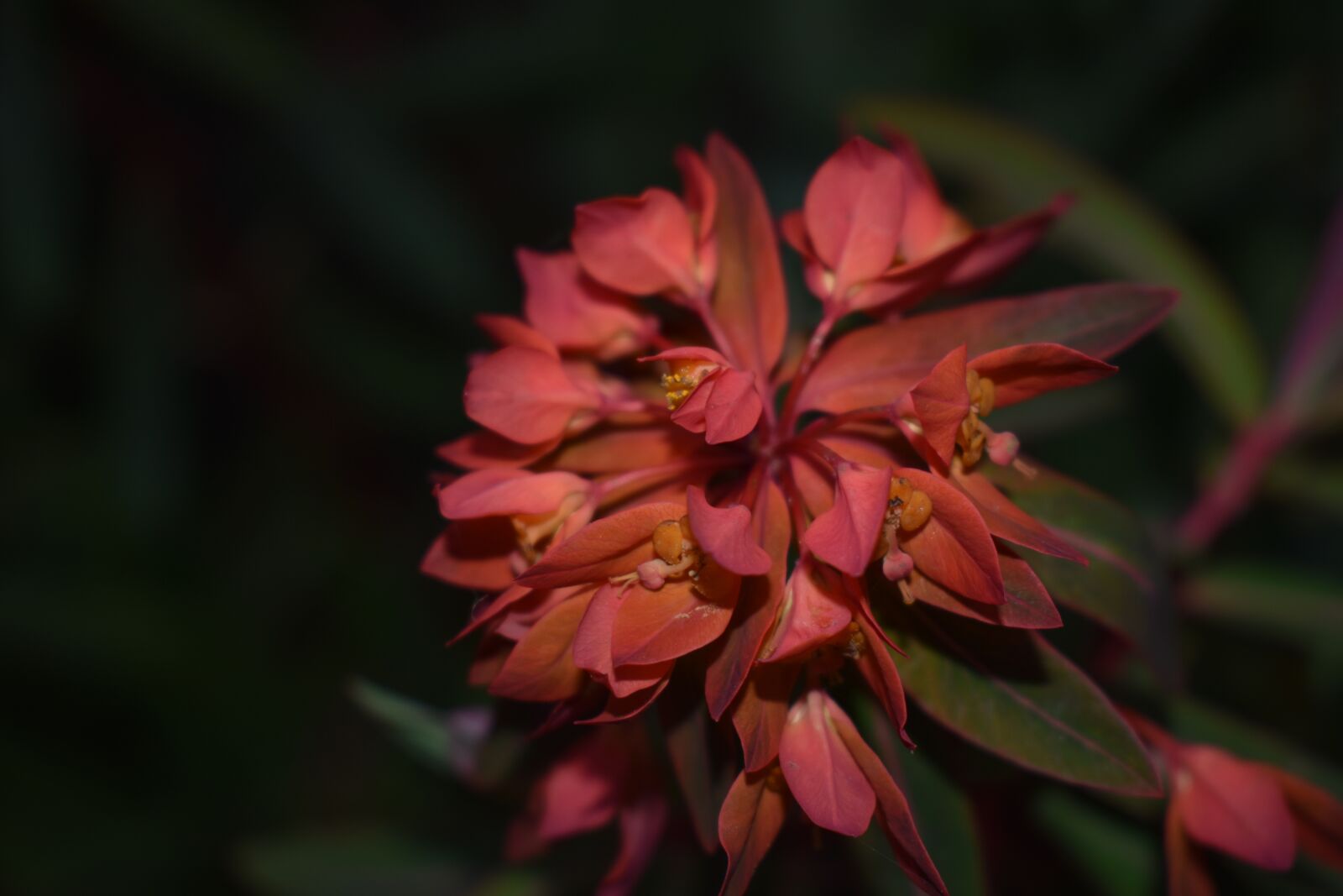 Nikon D3400 sample photo. Red flower, dark background photography