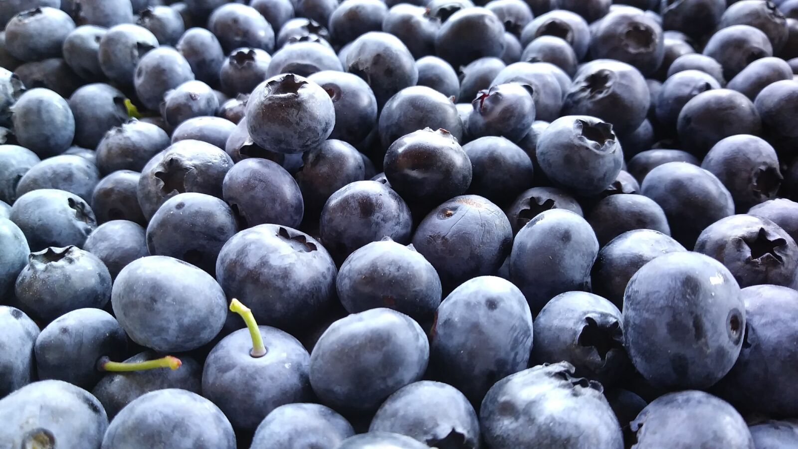 LG X CHARGE sample photo. Blueberries, berries, fruit photography