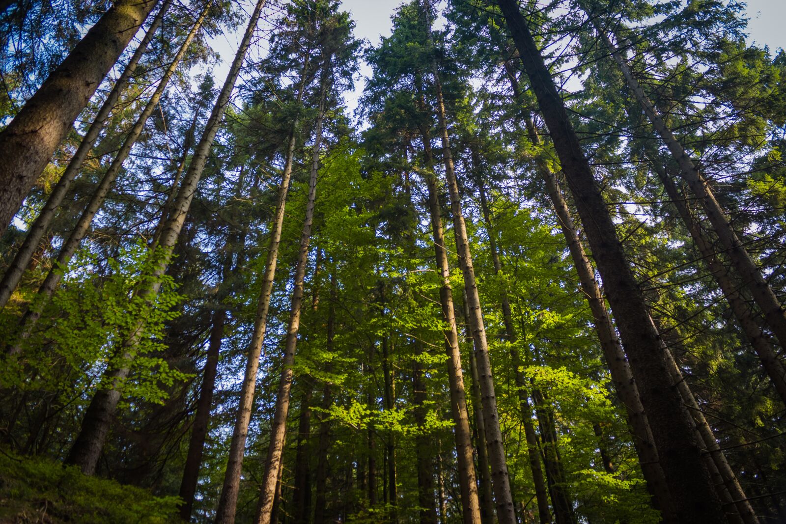 Canon EOS 100D (EOS Rebel SL1 / EOS Kiss X7) sample photo. Forest, the giant mountains photography