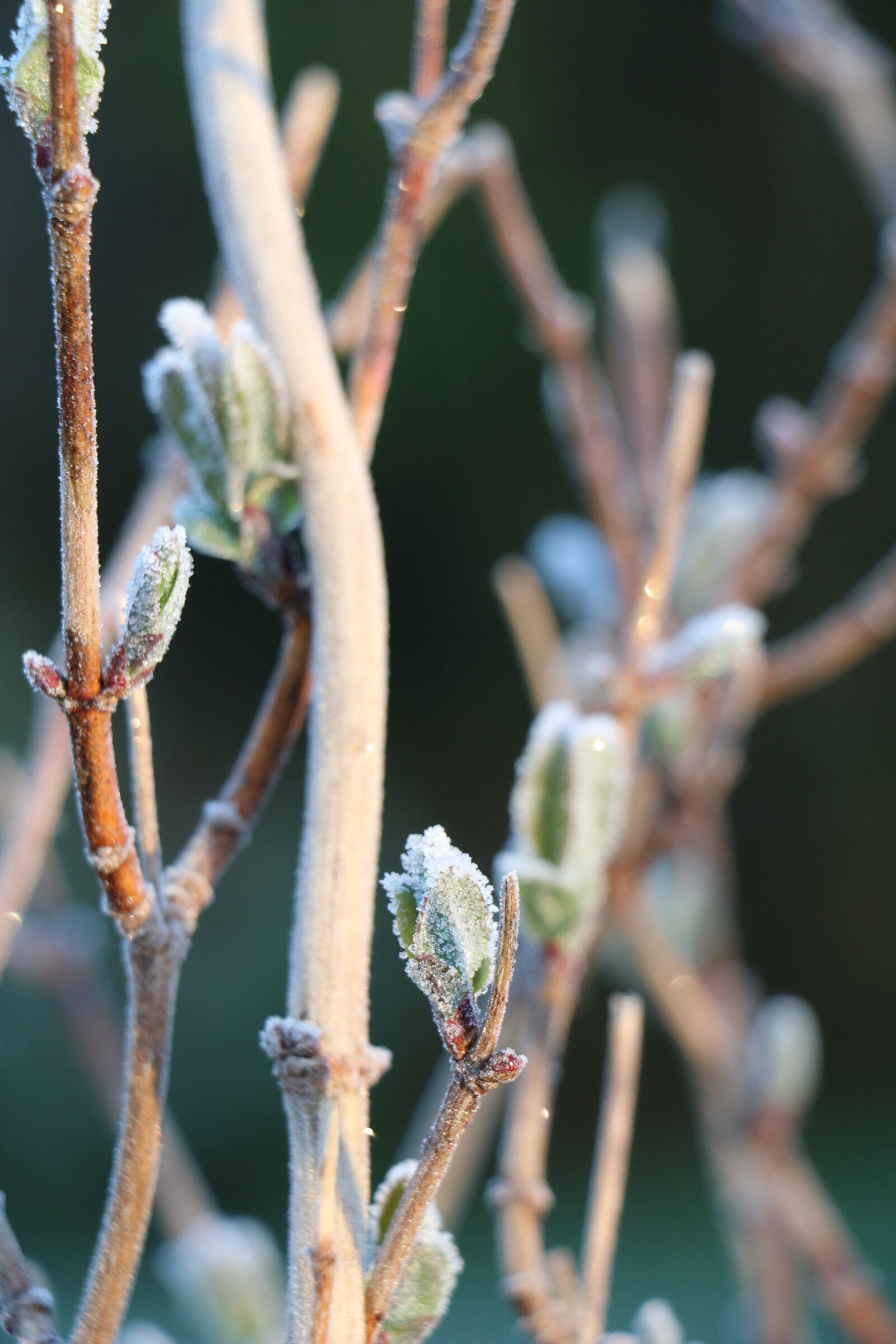 Canon EOS 750D (EOS Rebel T6i / EOS Kiss X8i) sample photo. Frost, nature, winter photography