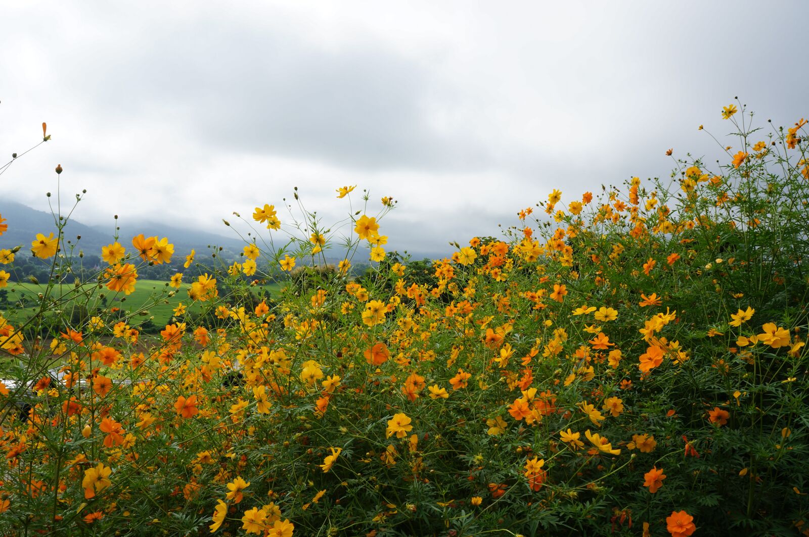Sony Alpha NEX-5N sample photo. Sea of flowers, pai photography