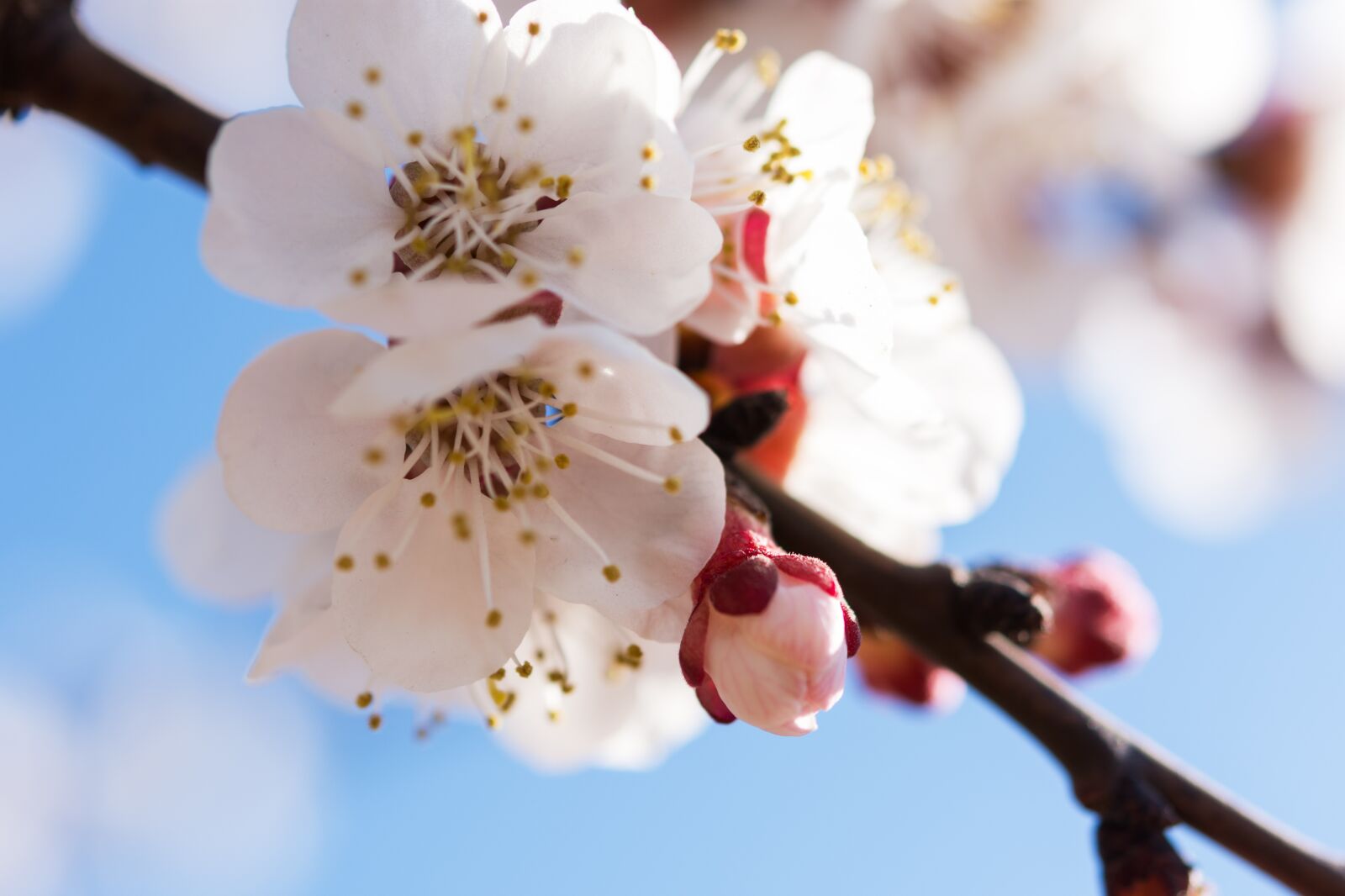 Nikon D7200 sample photo. Nature, flowers, cherry photography