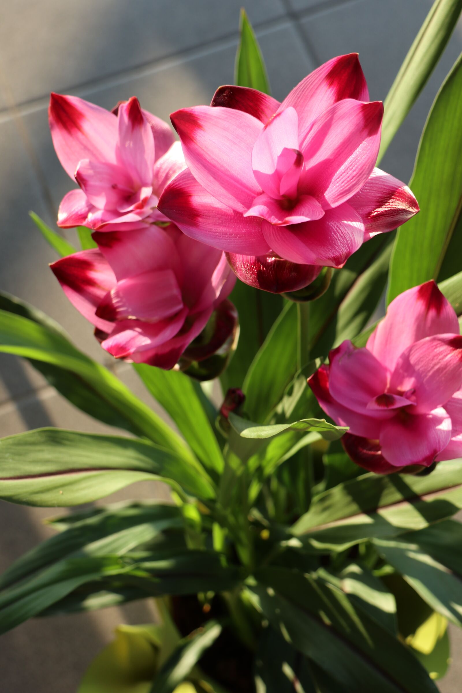 Canon EOS M6 sample photo. Flower, plant, the petals photography