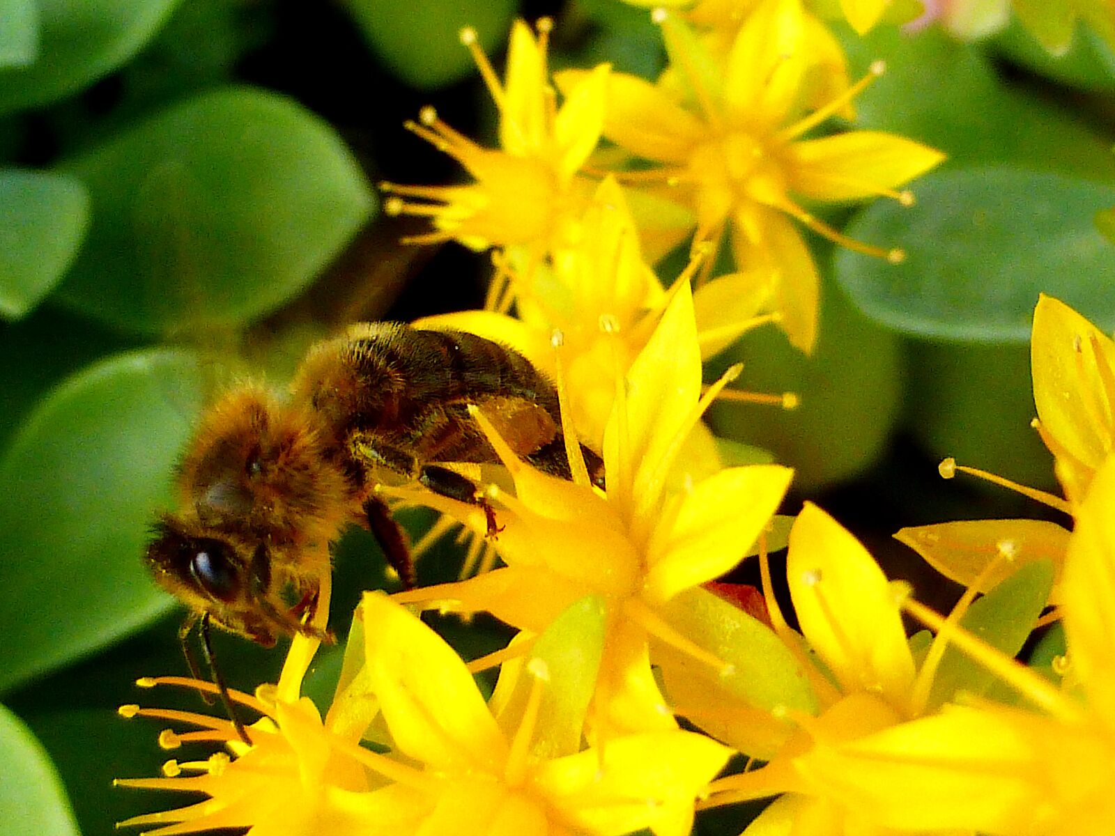 Panasonic Lumix DMC-ZS25 (Lumix DMC-TZ35) sample photo. Insect, bee, honey photography