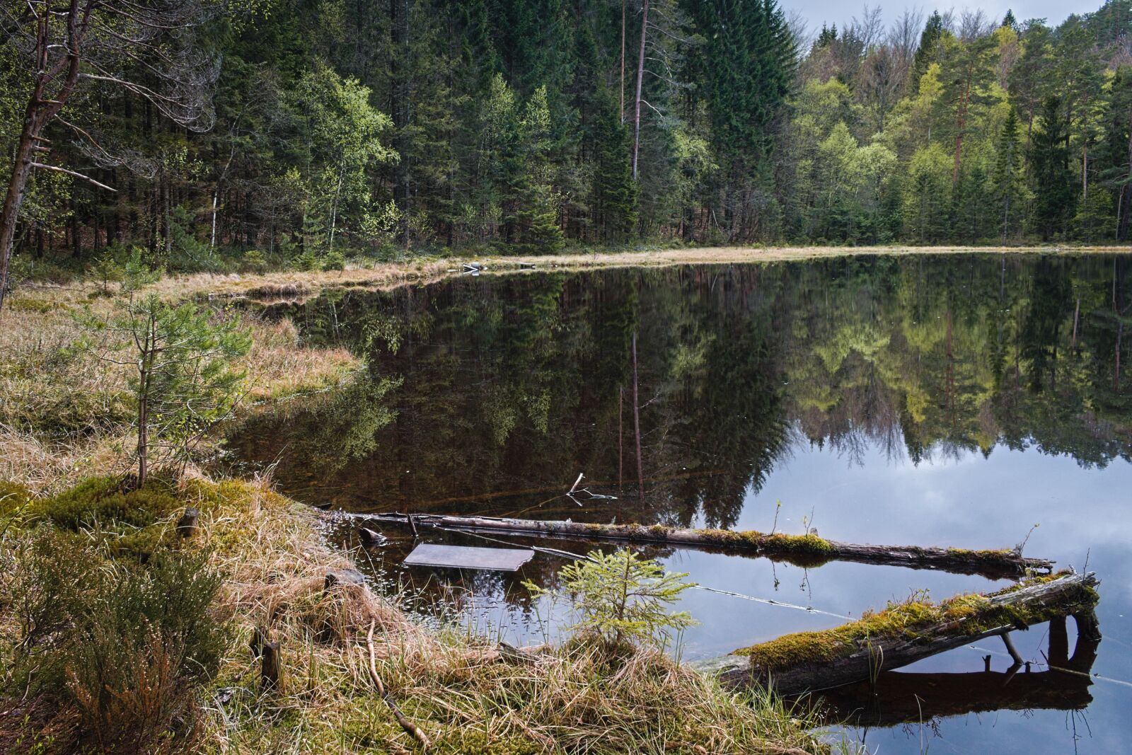 Nikon D3500 sample photo. Water, forest, landscape photography