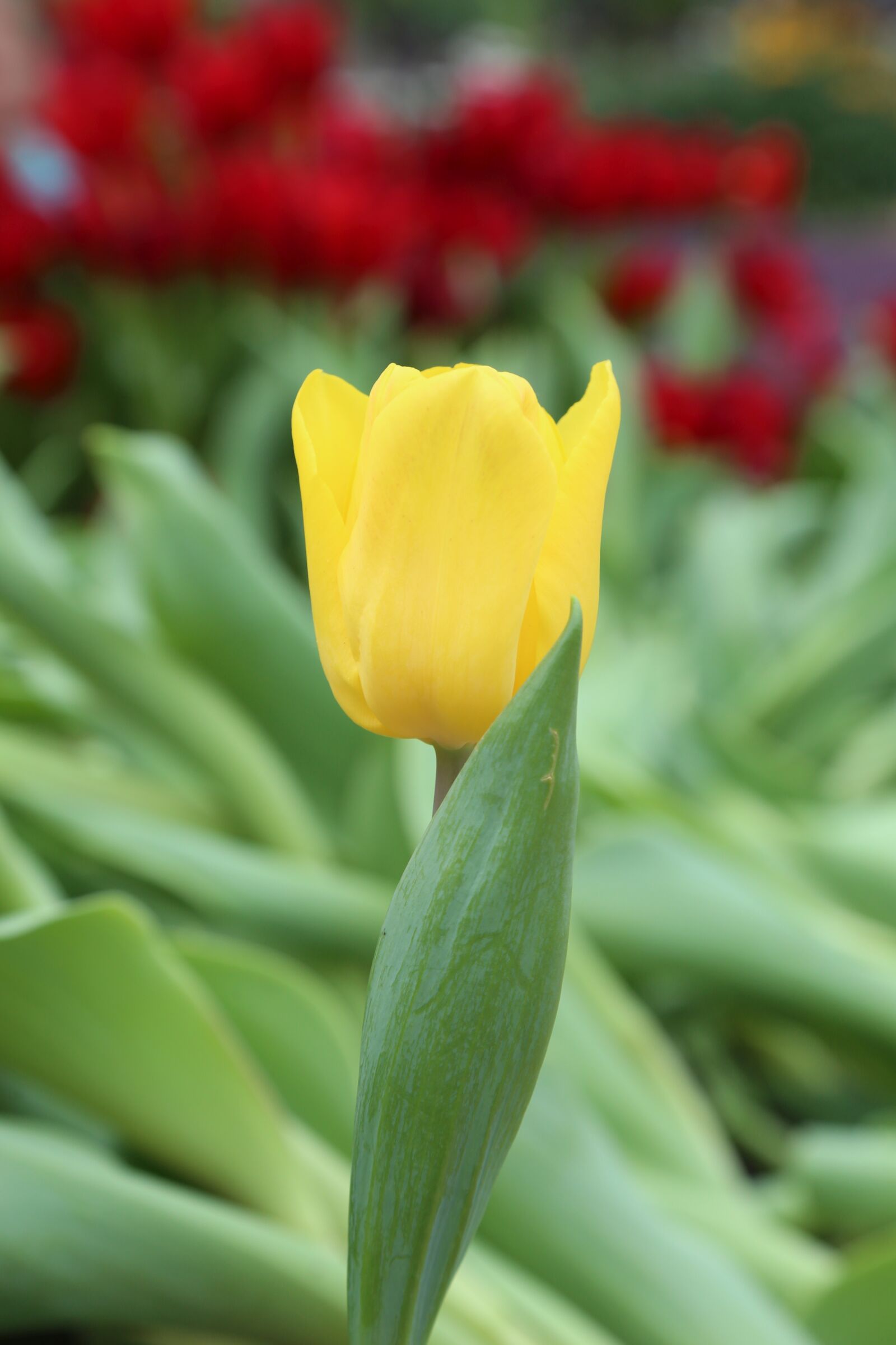 Canon EOS 6D + Canon EF 24-105mm F4L IS USM sample photo. Tulip, flower, garden photography