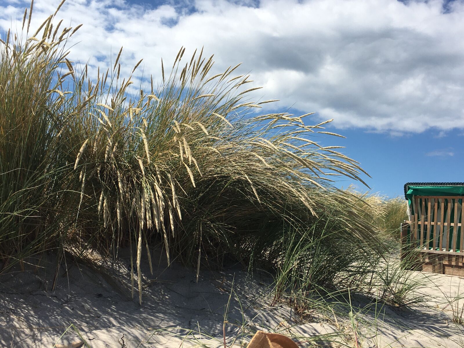 iPhone 6s back camera 4.15mm f/2.2 sample photo. Beach, beach grass, baltic photography