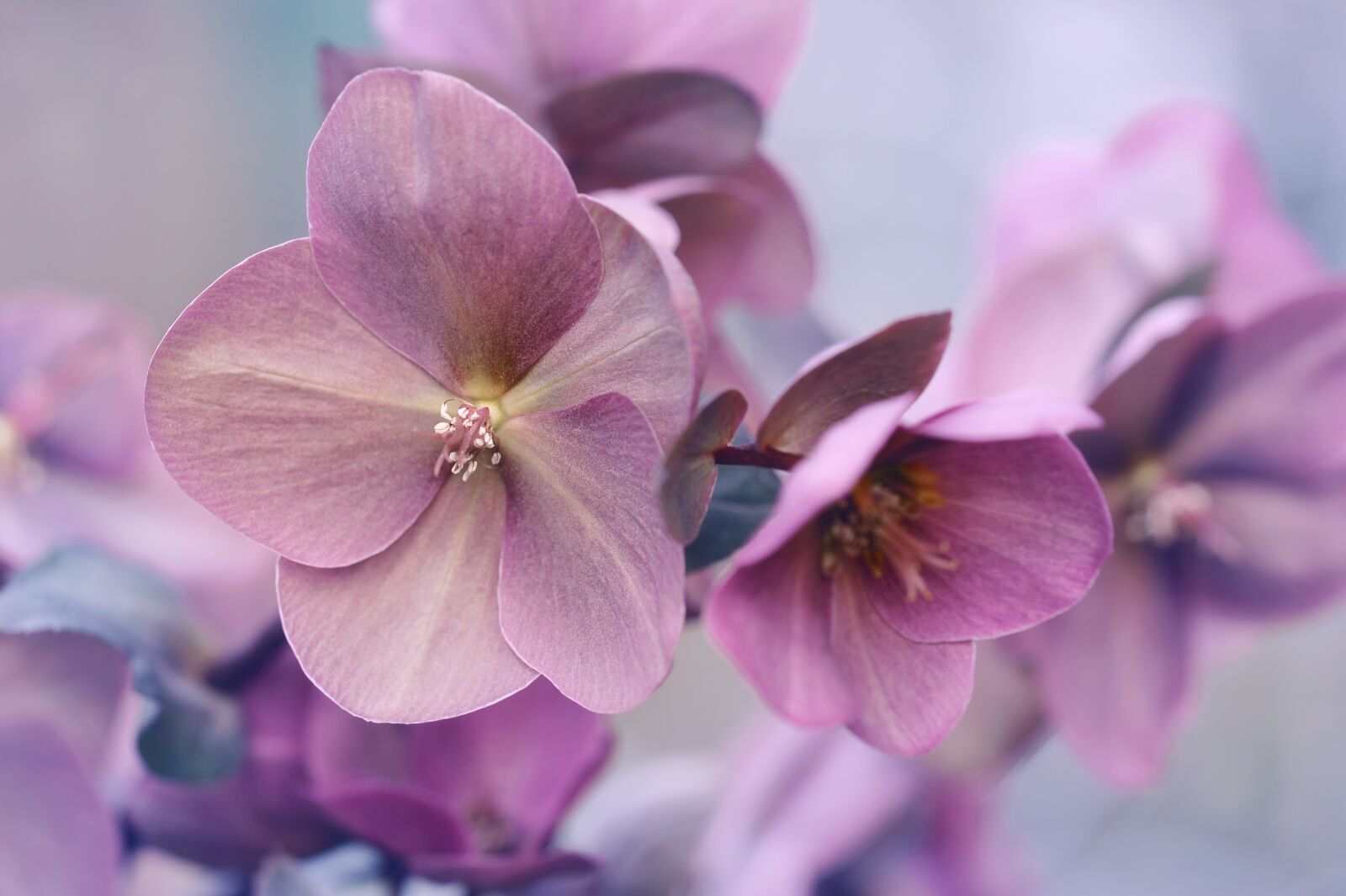 Nikon D3S sample photo. Flower, plant, nature photography