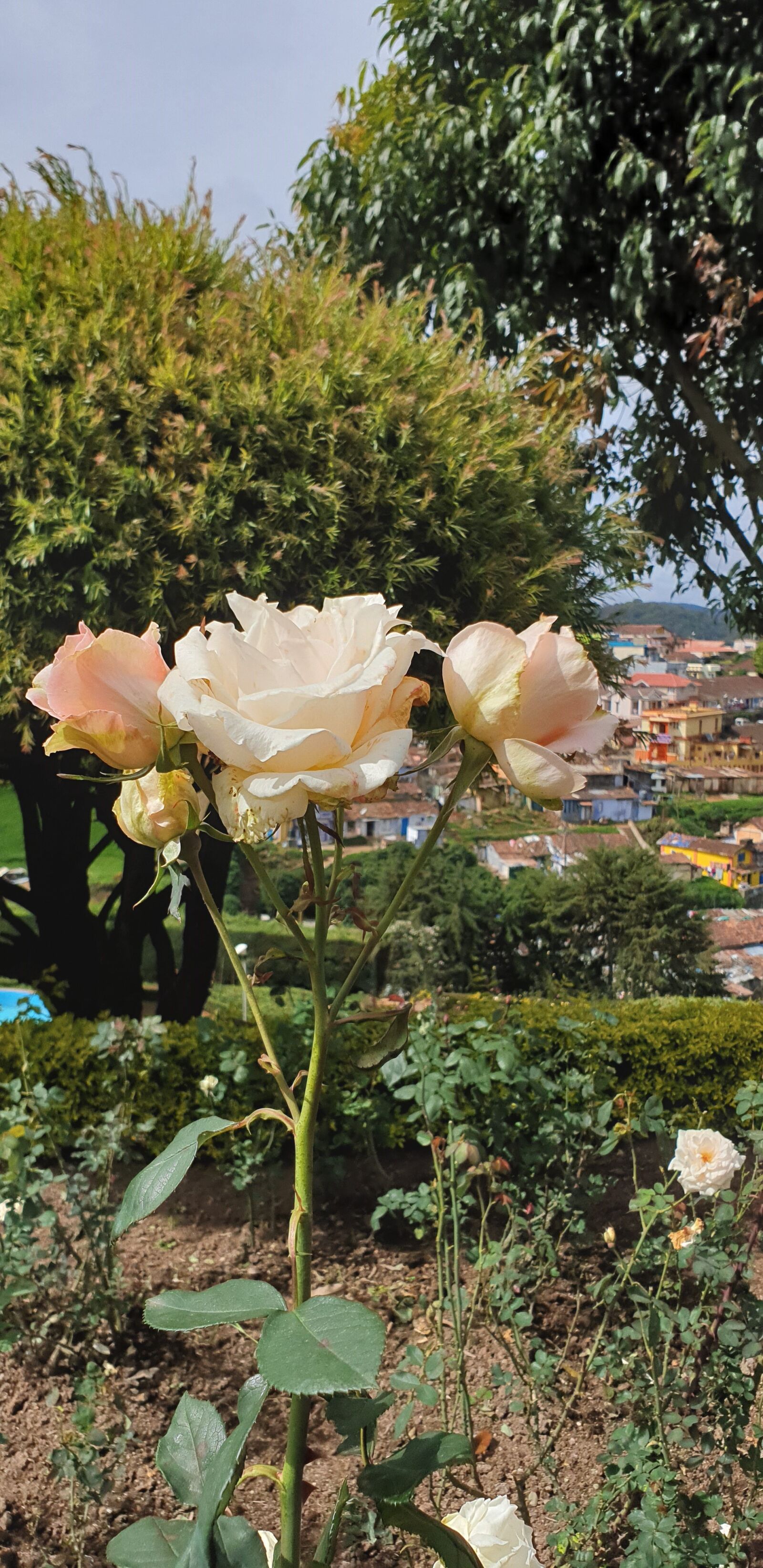 Samsung Galaxy Note9 sample photo. Three roses, rose, nature photography
