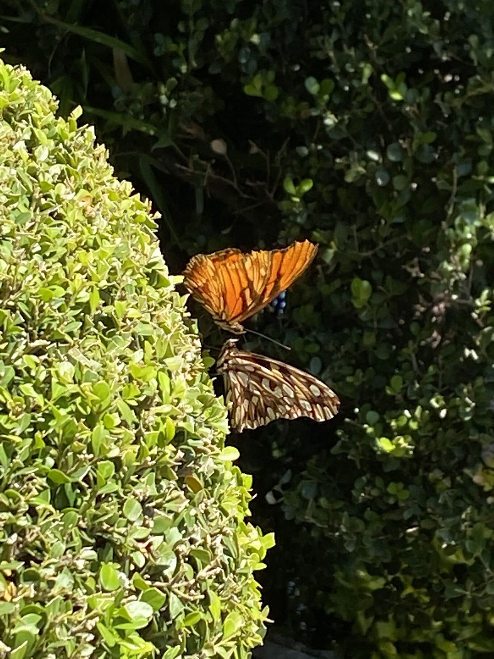 Apple iPhone 11 sample photo. Butterfly, garden, beauty photography