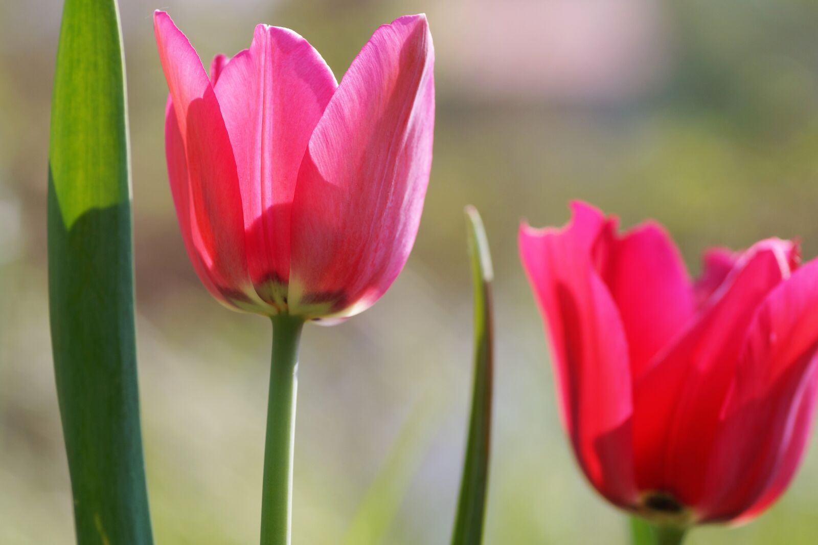 Sony SLT-A58 sample photo. Tulip, pink, spring photography