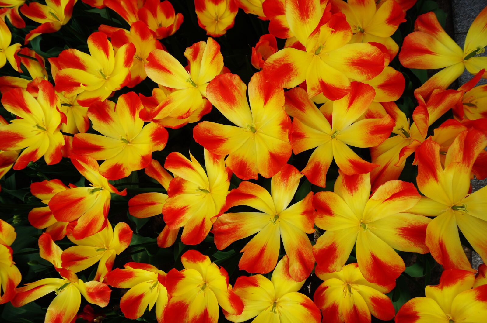 Sony Alpha NEX-3N sample photo. Holland, netherlands, flower photography