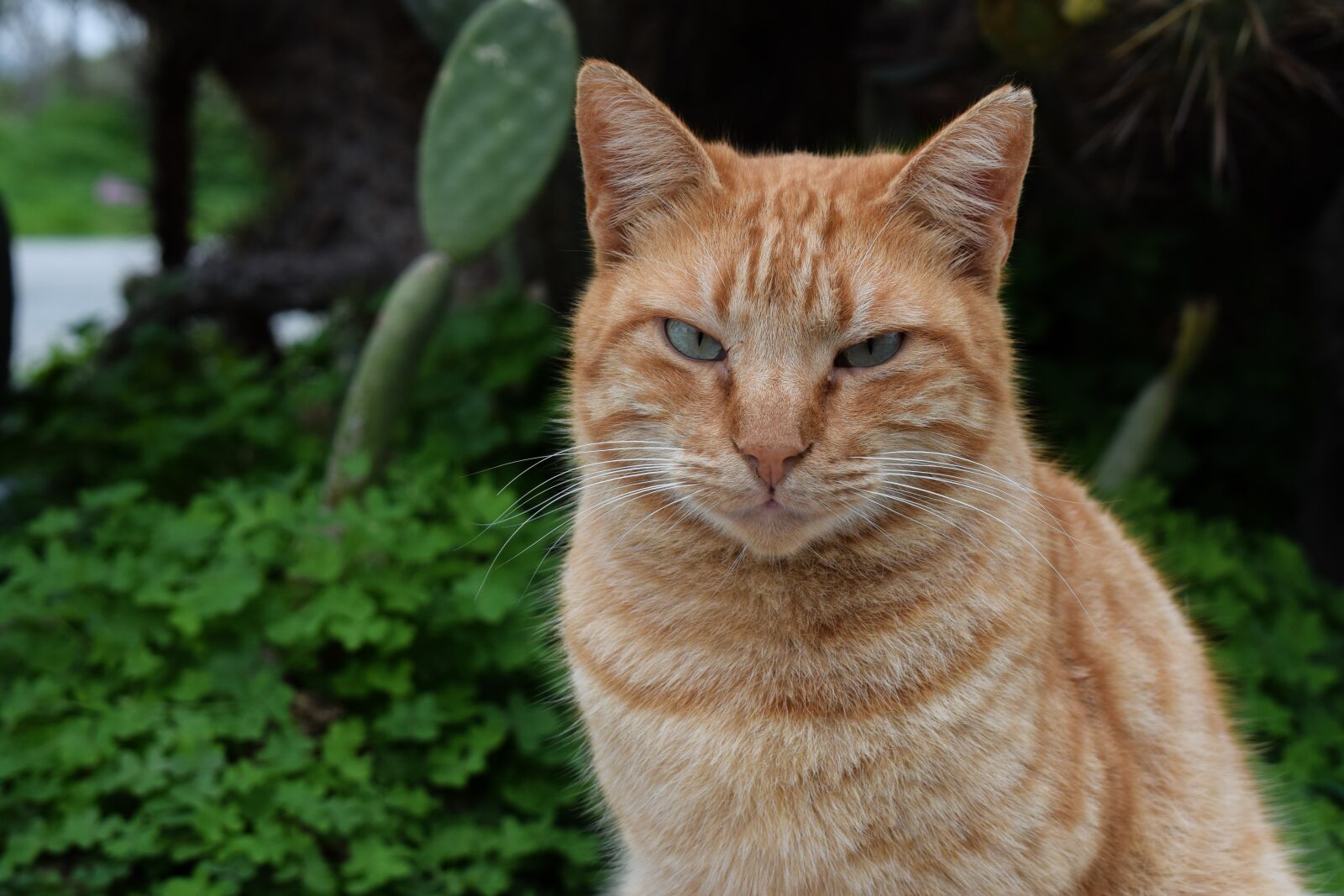 Nikon D3300 sample photo. Cat, stray, tough photography