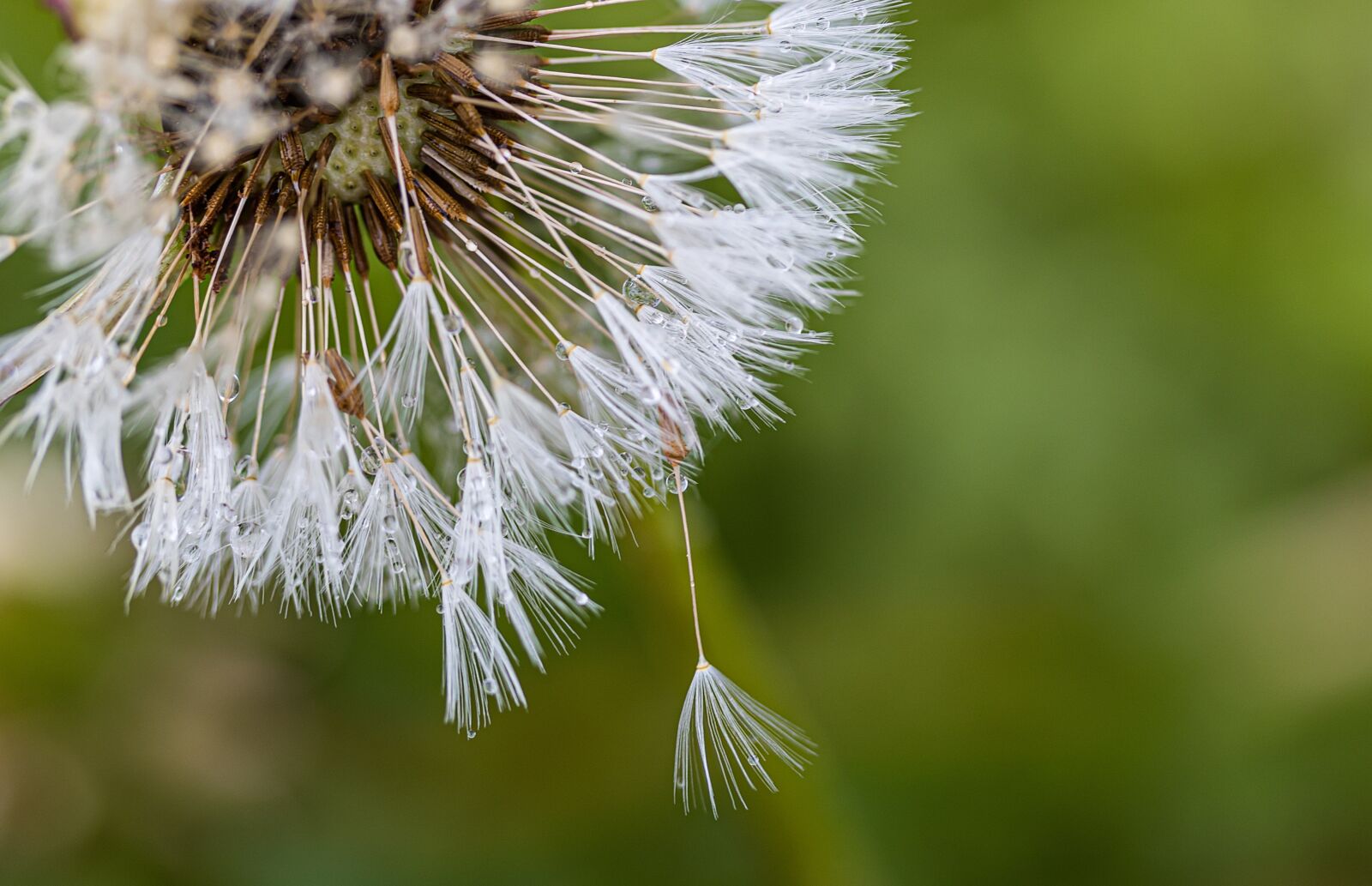 Canon EOS R sample photo. Dandelion, flying seeds, seeds photography