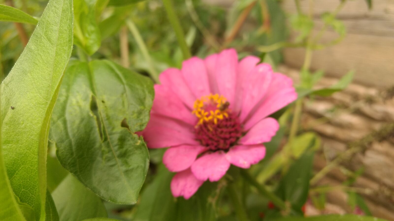 Motorola Moto G (4) sample photo