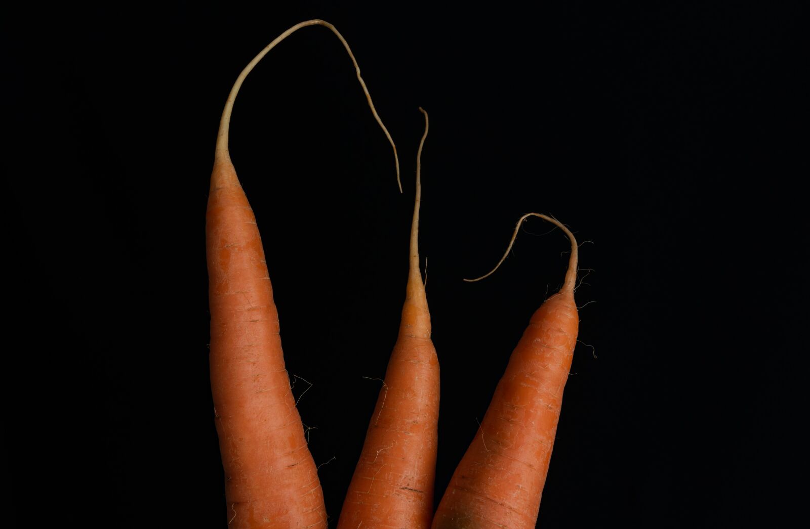 Nikon D750 sample photo. Closeup, still life, carrot photography