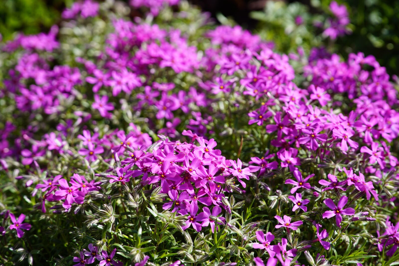 Sony a7R II + Sony E PZ 18-105mm F4 G OSS sample photo. Wallpaper, phlox, spring photography