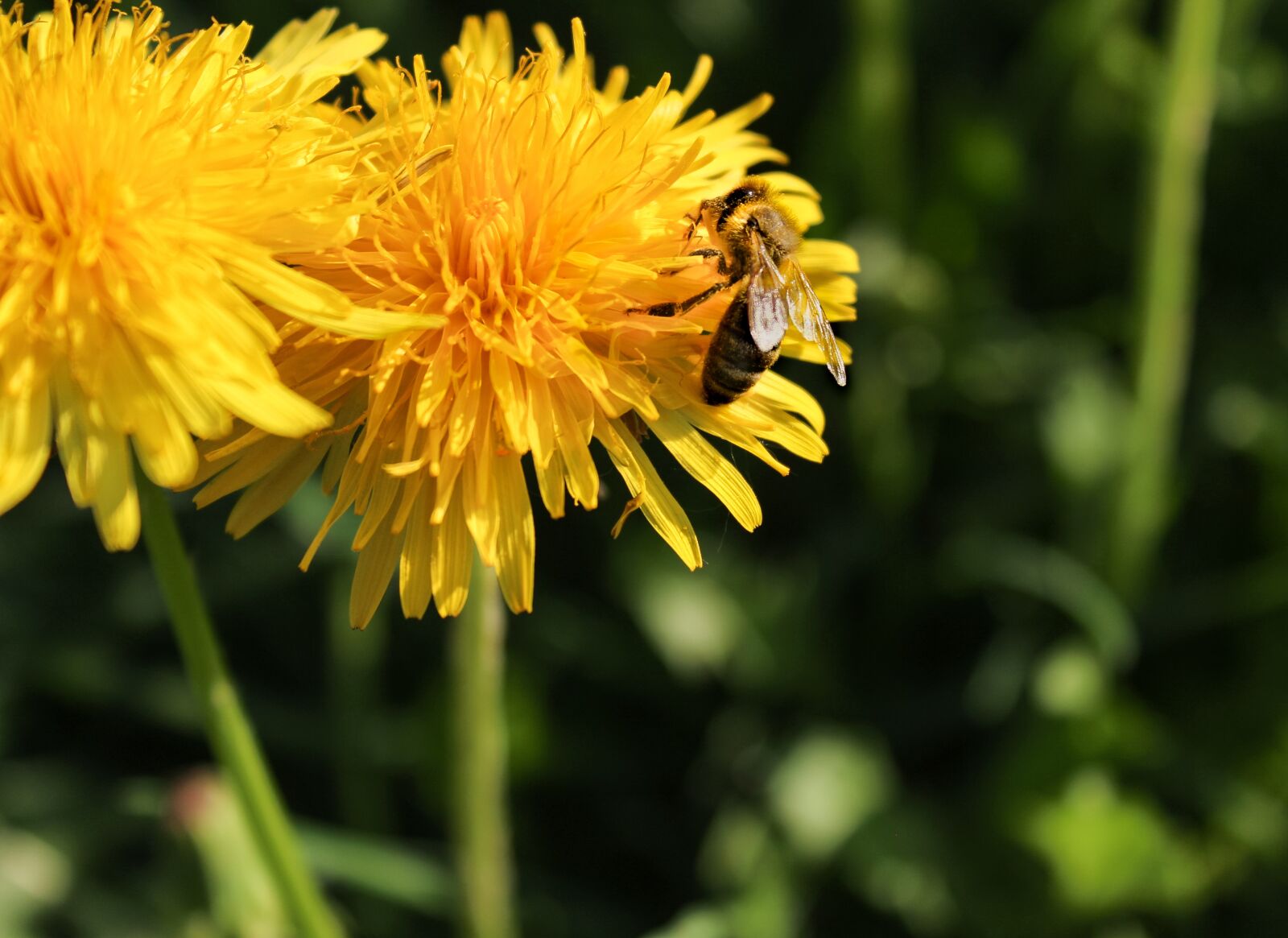 Canon EOS 600D (Rebel EOS T3i / EOS Kiss X5) sample photo. Honey bee, nature, dandelion photography