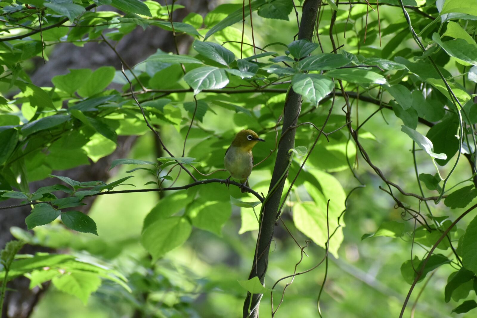 Nikon D7200 sample photo. Animal, forest, wood photography