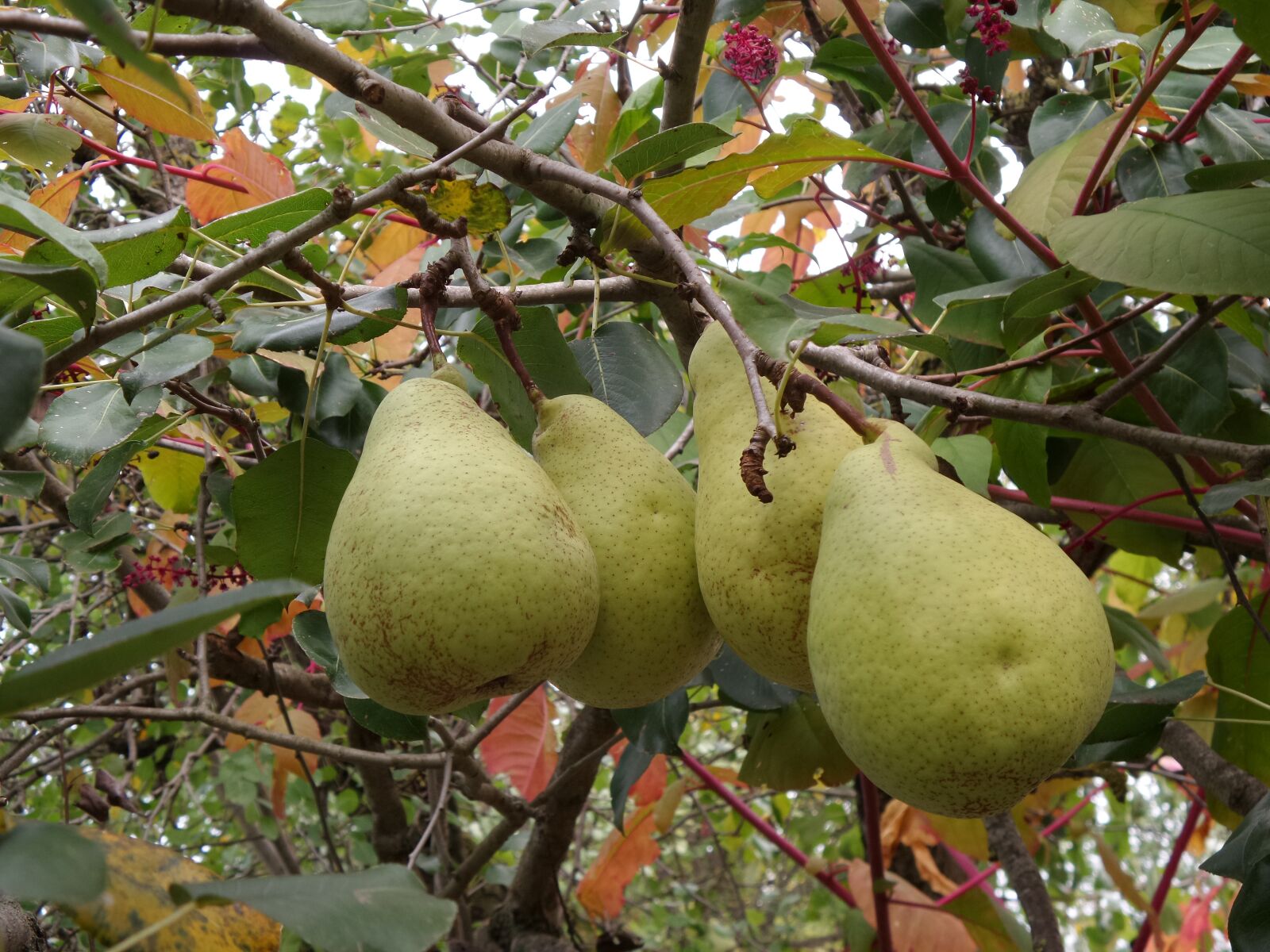 Samsung Galaxy K Zoom sample photo. Fruit, pear, autumn photography