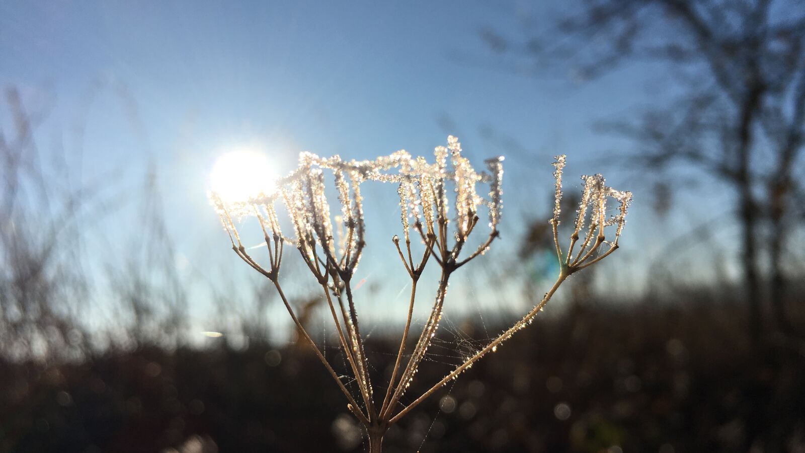 Apple iPhone 6s sample photo. Ice, ice flowers, frost photography
